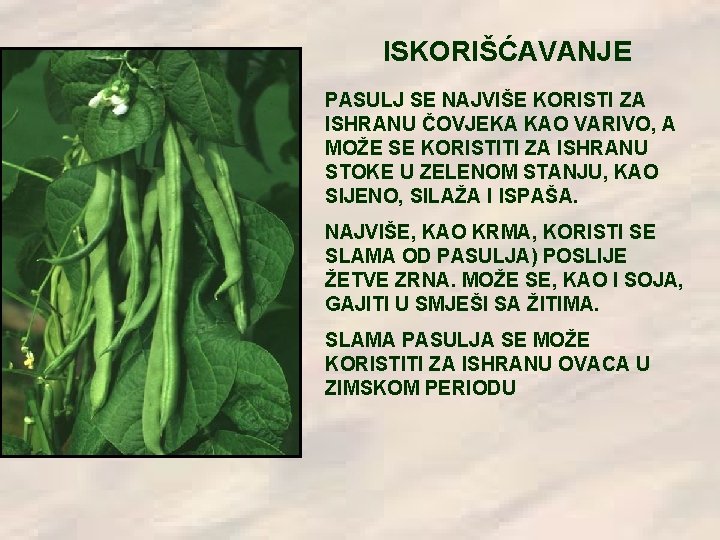 ISKORIŠĆAVANJE PASULJ SE NAJVIŠE KORISTI ZA ISHRANU ČOVJEKA KAO VARIVO, A MOŽE SE KORISTITI