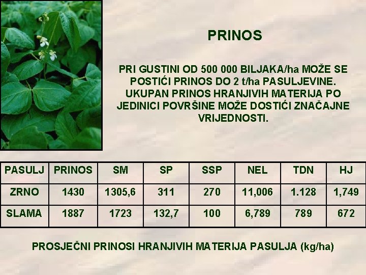 PRINOS PRI GUSTINI OD 500 000 BILJAKA/ha MOŽE SE POSTIĆI PRINOS DO 2 t/ha PRINOS PRI GUSTINI OD 500 000 BILJAKA/ha MOŽE SE POSTIĆI PRINOS DO 2 t/ha