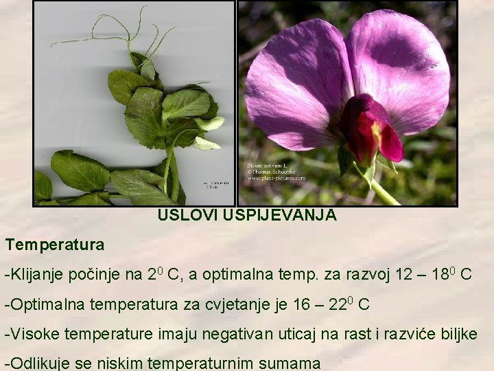 USLOVI USPIJEVANJA Temperatura -Klijanje počinje na 20 C, a optimalna temp. za razvoj 12