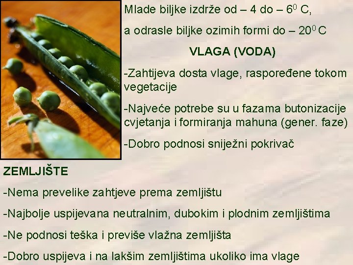 Mlade biljke izdrže od – 4 do – 60 C, a odrasle biljke ozimih Mlade biljke izdrže od – 4 do – 60 C, a odrasle biljke ozimih