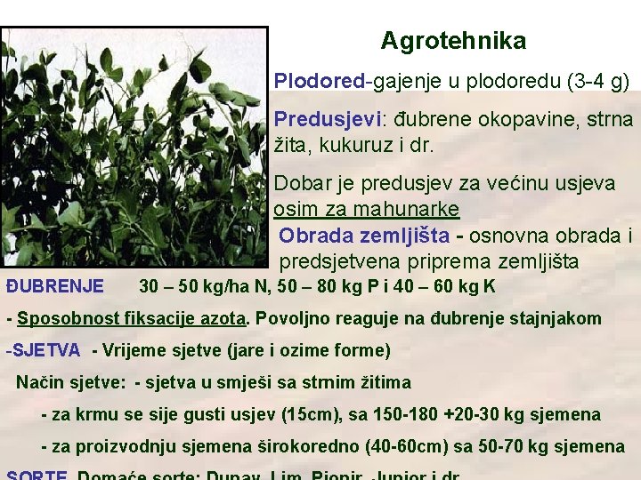 Agrotehnika Plodored-gajenje u plodoredu (3 -4 g) Predusjevi: đubrene okopavine, strna žita, kukuruz i