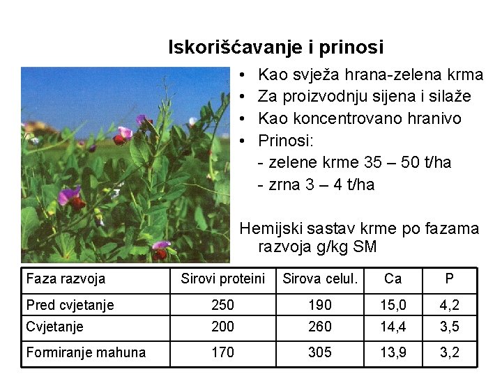 Iskorišćavanje i prinosi • • Kao svježa hrana-zelena krma Za proizvodnju sijena i silaže