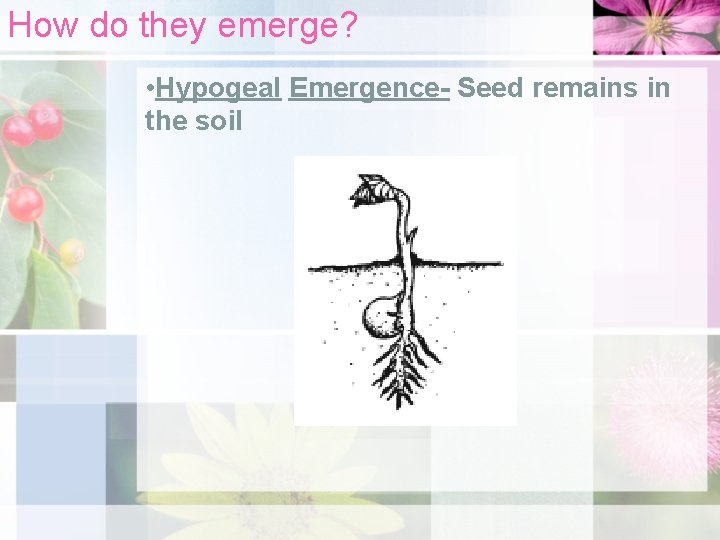 How do they emerge? • Hypogeal Emergence- Seed remains in the soil 