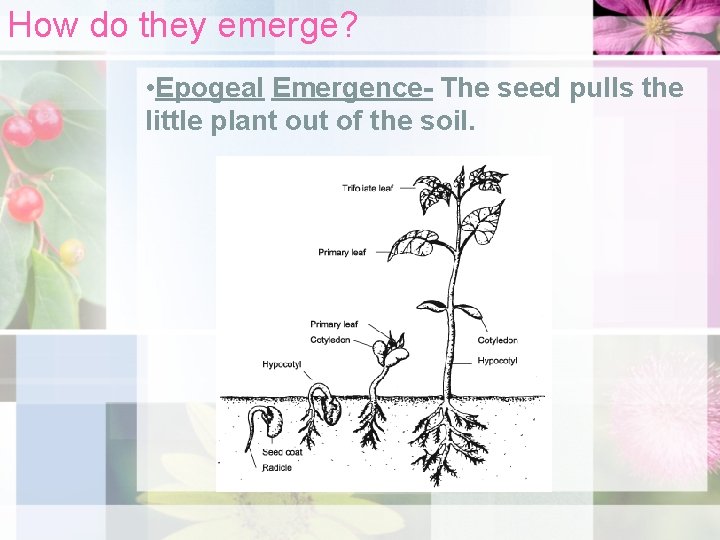 How do they emerge? • Epogeal Emergence- The seed pulls the little plant out