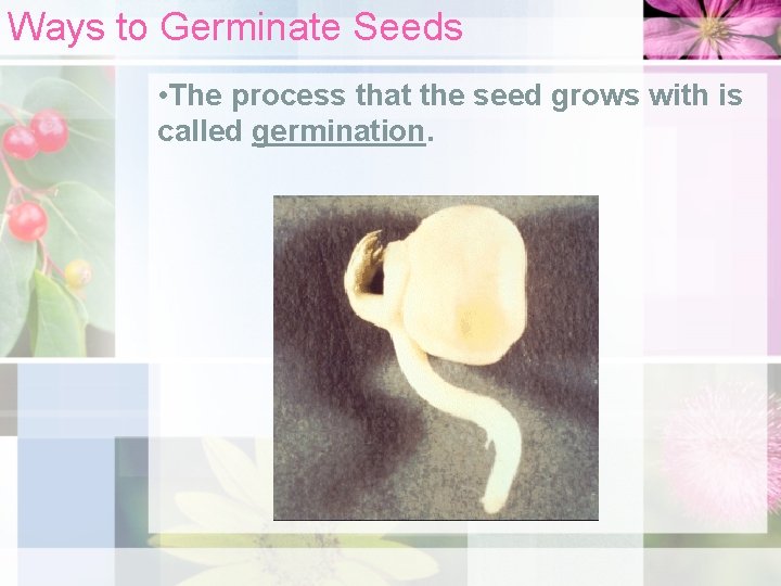 Ways to Germinate Seeds • The process that the seed grows with is called