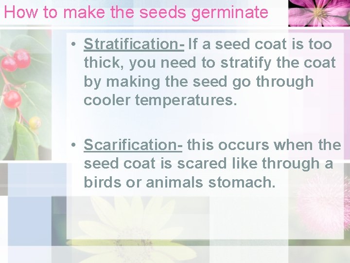 How to make the seeds germinate • Stratification- If a seed coat is too