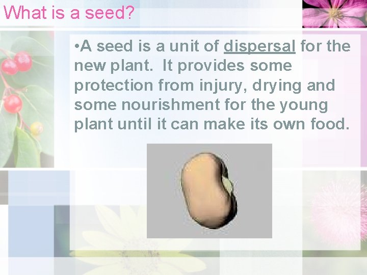 What is a seed? • A seed is a unit of dispersal for the