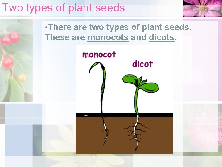 Two types of plant seeds • There are two types of plant seeds. These