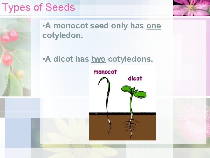 Types of Seeds • A monocot seed only has one cotyledon. • A dicot