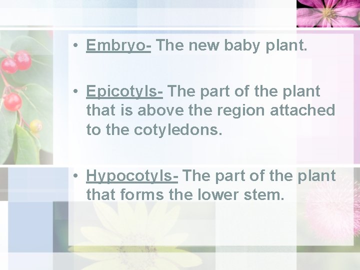  • Embryo- The new baby plant. • Epicotyls- The part of the plant