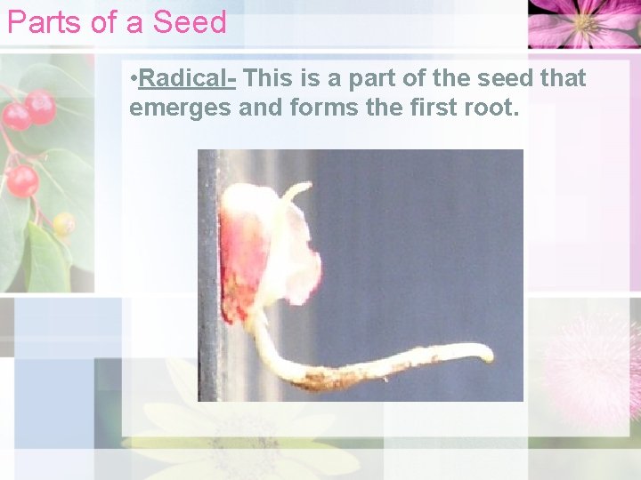 Parts of a Seed • Radical- This is a part of the seed that