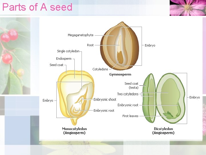 Parts of A seed 