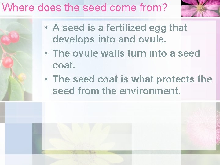 Where does the seed come from? • A seed is a fertilized egg that