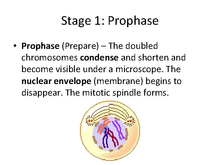 Stage 1: Prophase • Prophase (Prepare) – The doubled chromosomes condense and shorten and