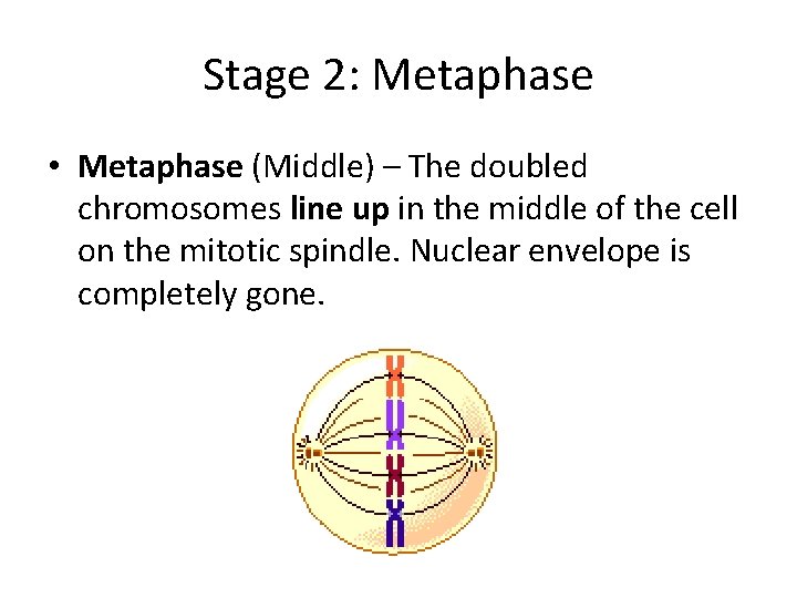 Stage 2: Metaphase • Metaphase (Middle) – The doubled chromosomes line up in the