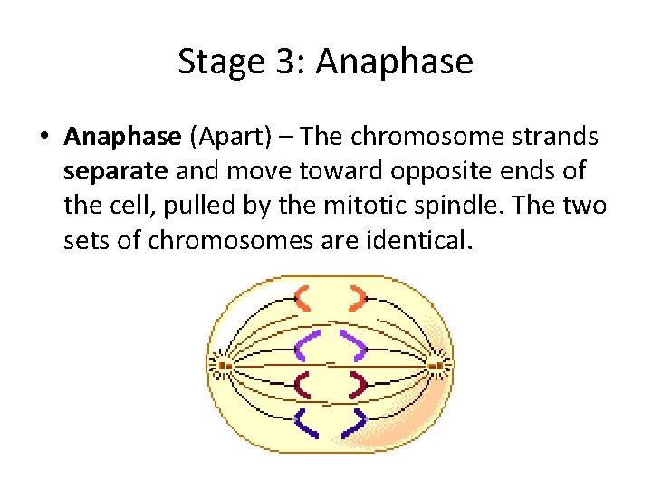 Stage 3: Anaphase • Anaphase (Apart) – The chromosome strands separate and move toward