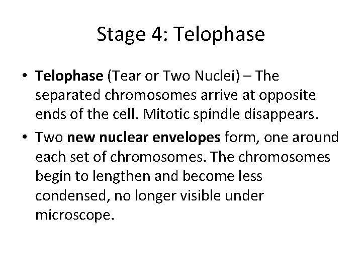 Stage 4: Telophase • Telophase (Tear or Two Nuclei) – The separated chromosomes arrive
