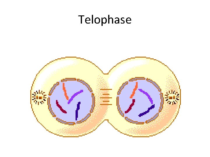 Telophase 