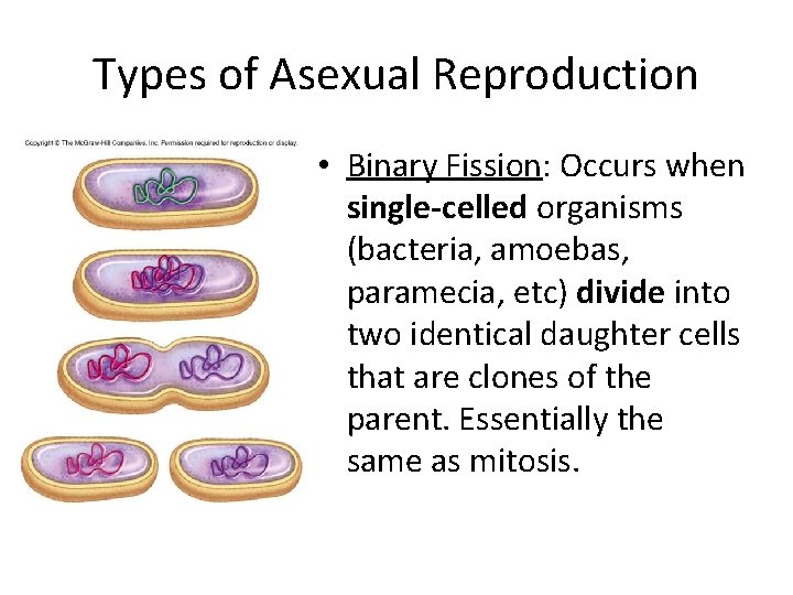 Types of Asexual Reproduction • Binary Fission: Occurs when single-celled organisms (bacteria, amoebas, paramecia,