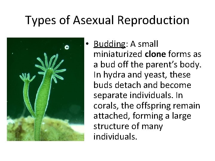 Types of Asexual Reproduction • Budding: A small miniaturized clone forms as a bud