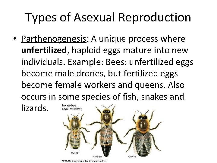 Types of Asexual Reproduction • Parthenogenesis: A unique process where unfertilized, haploid eggs mature