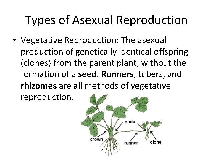Types of Asexual Reproduction • Vegetative Reproduction: The asexual production of genetically identical offspring
