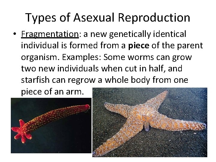 Types of Asexual Reproduction • Fragmentation: a new genetically identical individual is formed from
