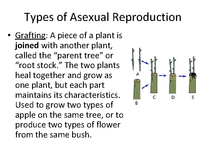 Types of Asexual Reproduction • Grafting: A piece of a plant is joined with