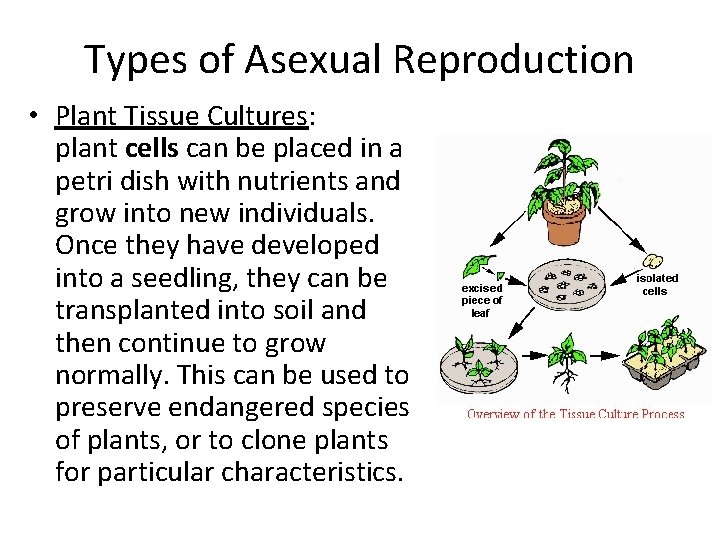 Types of Asexual Reproduction • Plant Tissue Cultures: plant cells can be placed in