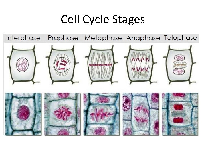 Cell Cycle Stages 