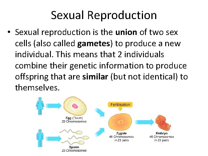 Sexual Reproduction • Sexual reproduction is the union of two sex cells (also called