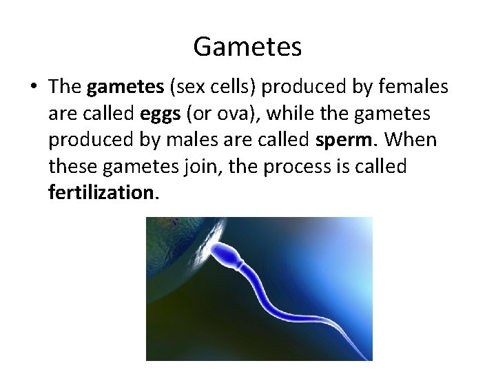 Gametes • The gametes (sex cells) produced by females are called eggs (or ova),