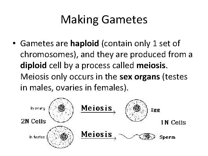 Making Gametes • Gametes are haploid (contain only 1 set of chromosomes), and they