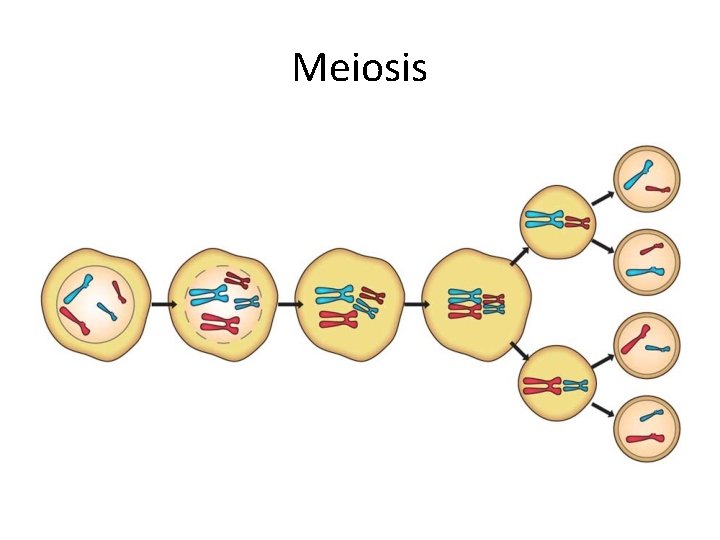 Meiosis 