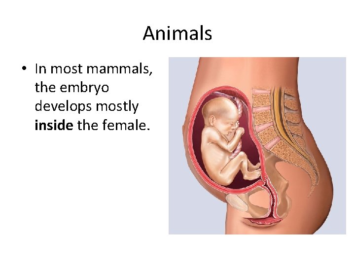 Animals • In most mammals, the embryo develops mostly inside the female. 
