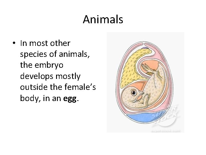 Animals • In most other species of animals, the embryo develops mostly outside the