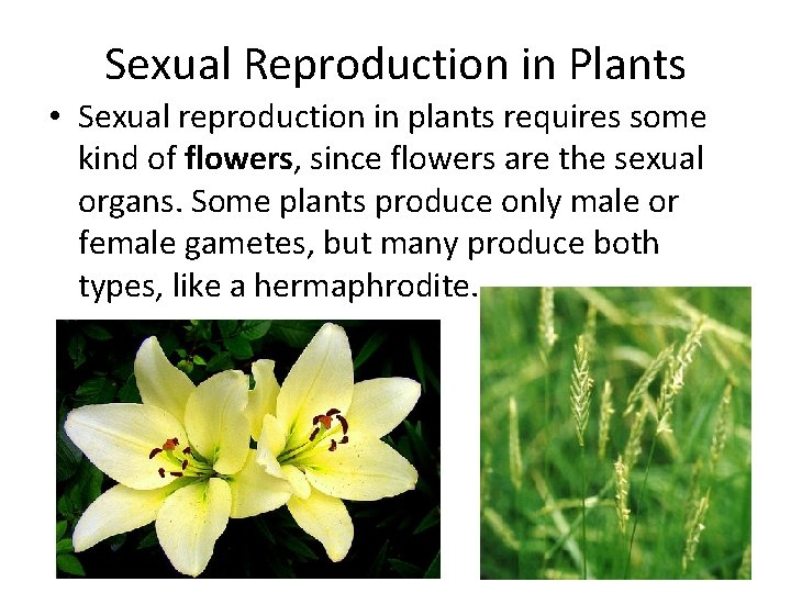 Sexual Reproduction in Plants • Sexual reproduction in plants requires some kind of flowers,