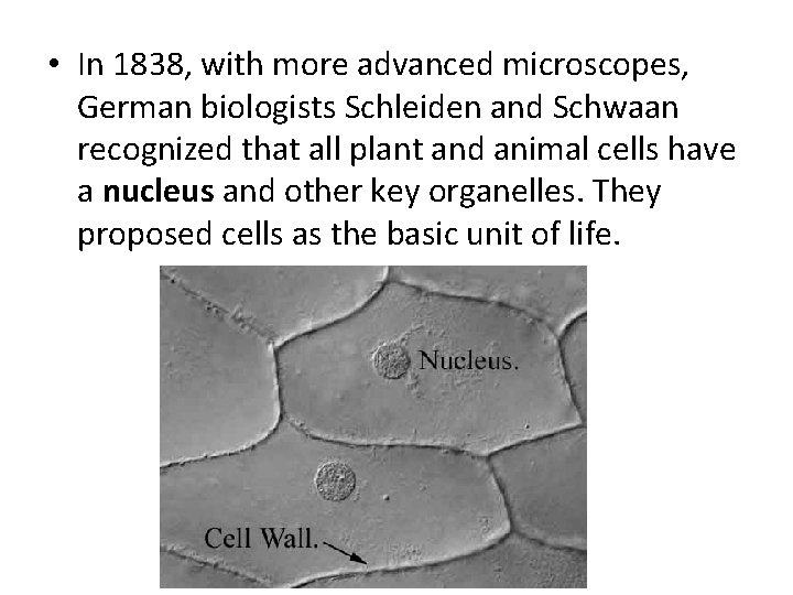  • In 1838, with more advanced microscopes, German biologists Schleiden and Schwaan recognized