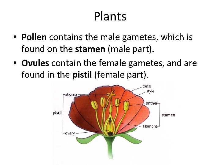 Plants • Pollen contains the male gametes, which is found on the stamen (male