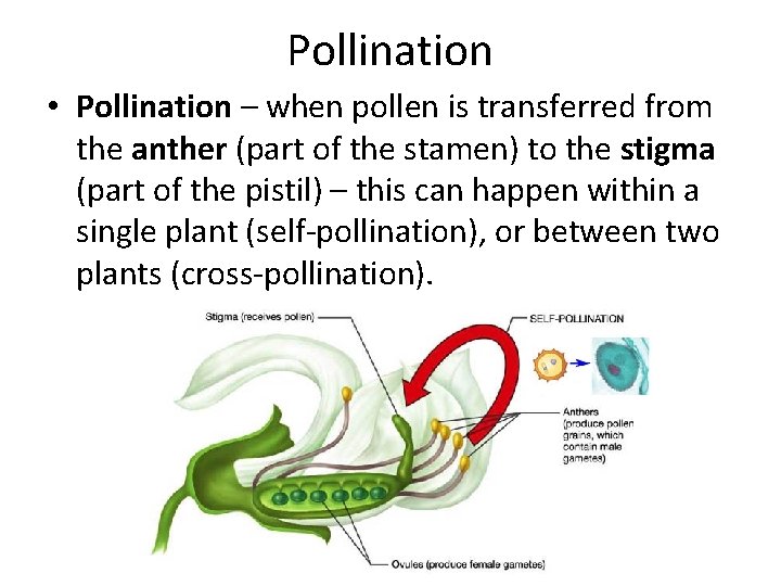 Pollination • Pollination – when pollen is transferred from the anther (part of the