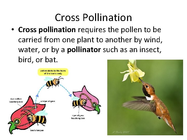 Cross Pollination • Cross pollination requires the pollen to be carried from one plant