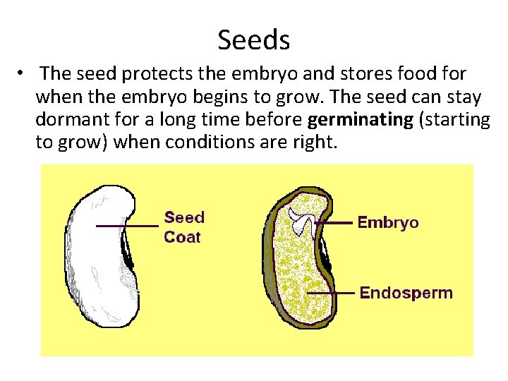 Seeds • The seed protects the embryo and stores food for when the embryo