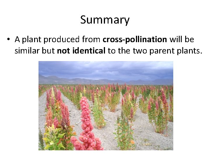Summary • A plant produced from cross-pollination will be similar but not identical to