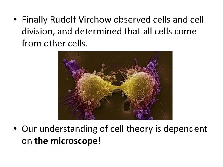  • Finally Rudolf Virchow observed cells and cell division, and determined that all
