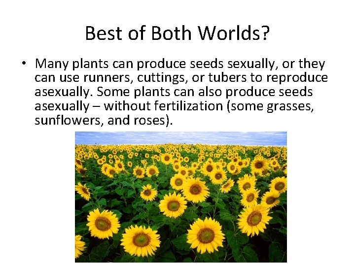 Best of Both Worlds? • Many plants can produce seeds sexually, or they can
