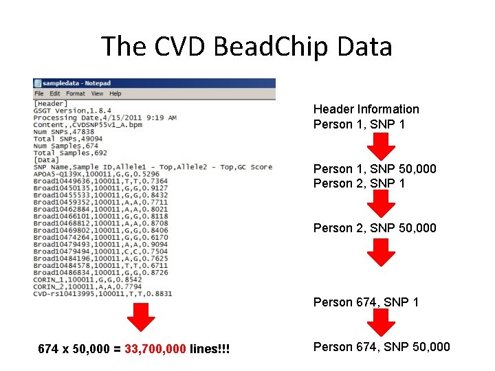The CVD Bead. Chip Data Header Information Person 1, SNP 1 Person 1, SNP The CVD Bead. Chip Data Header Information Person 1, SNP 1 Person 1, SNP