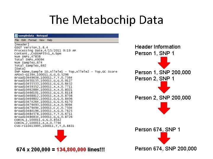 The Metabochip Data Header Information Person 1, SNP 1 Person 1, SNP 200, 000 The Metabochip Data Header Information Person 1, SNP 1 Person 1, SNP 200, 000