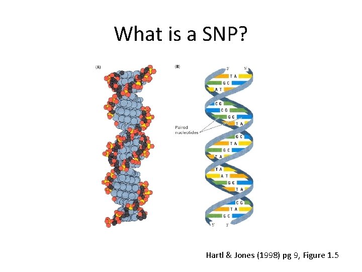 What is a SNP? Hartl & Jones (1998) pg 9, Figure 1. 5 What is a SNP? Hartl & Jones (1998) pg 9, Figure 1. 5