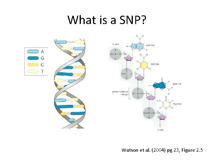 What is a SNP? Watson et al. (2004) pg 23, Figure 2. 5 What is a SNP? Watson et al. (2004) pg 23, Figure 2. 5