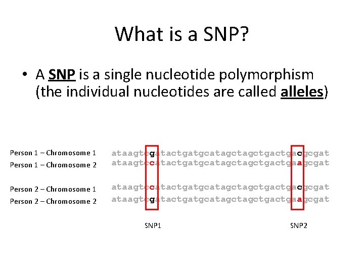 What is a SNP? • A SNP is a single nucleotide polymorphism (the individual What is a SNP? • A SNP is a single nucleotide polymorphism (the individual